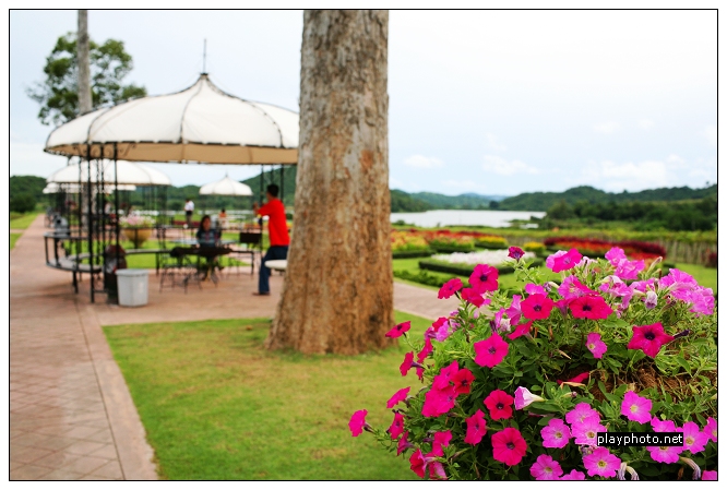銀湖葡萄園。Pattaya