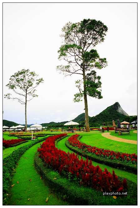 銀湖葡萄園。Pattaya